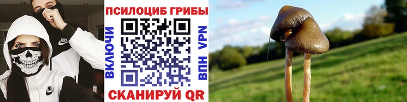 хочу   Адыгейск  Галлюциногенные грибы Psilocybe 